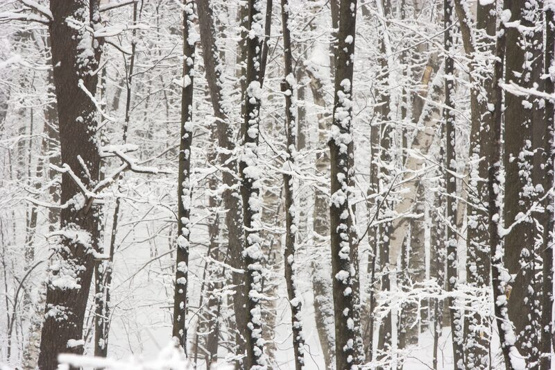 East Jamaica · Jamaica, VT - Brattleboro Local