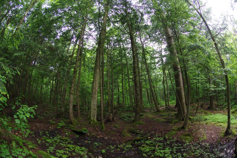 Cambridgeport · Rockingham, VT - Brattleboro Local