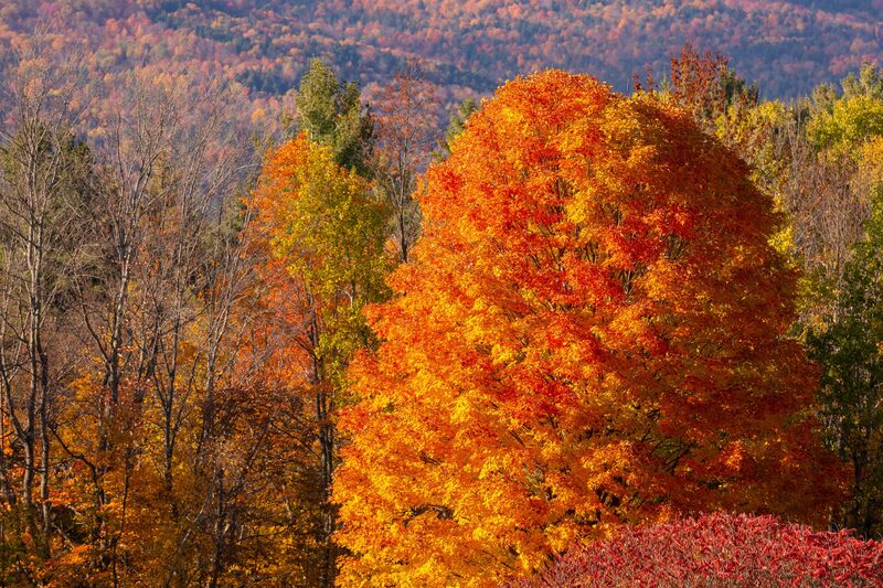 South Wardsboro · Wardsboro, VT - Brattleboro Local