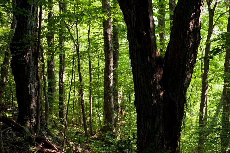 Windham, Vermont - Brattleboro Local