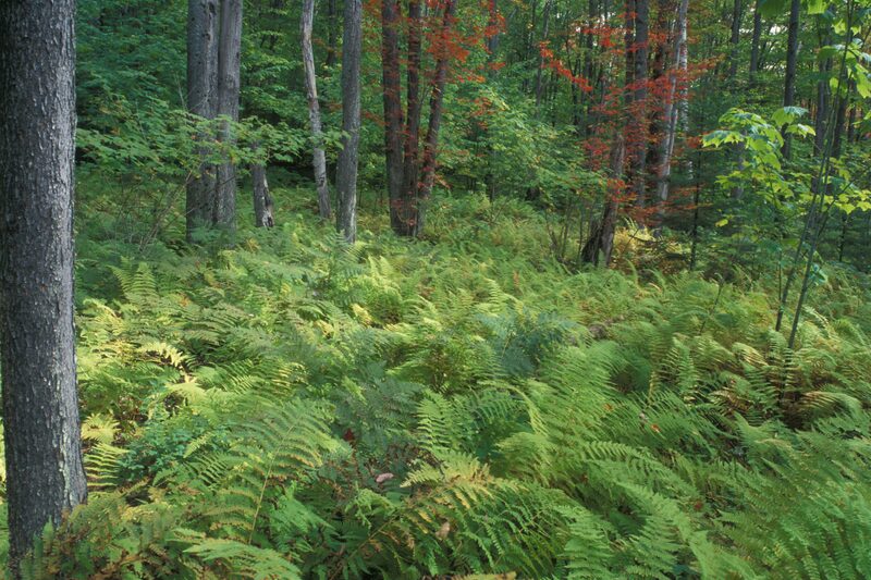South Windham · Windham, VT - Brattleboro Local